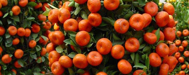 代代橘的養(yǎng)殖栽培方法