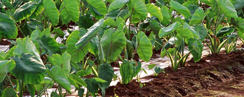 種植芋頭用什么肥料