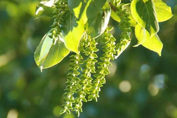 白楊樹花的功效與作用