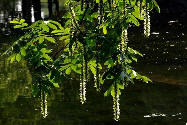 白楊樹花的功效與作用