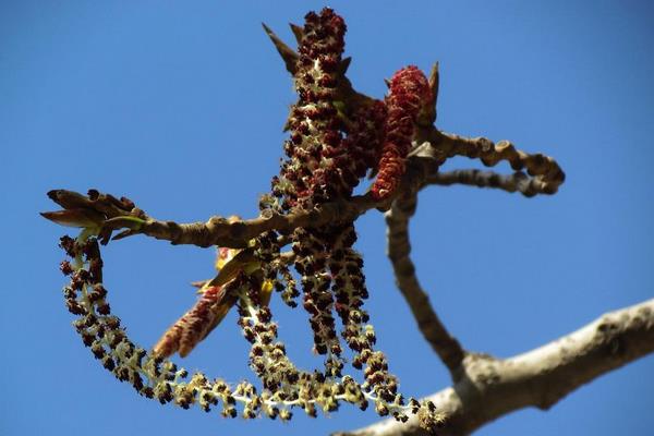 白楊樹花的功效與作用