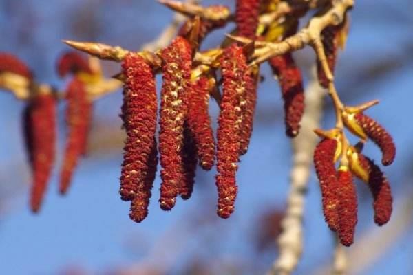 白楊樹花的功效與作用