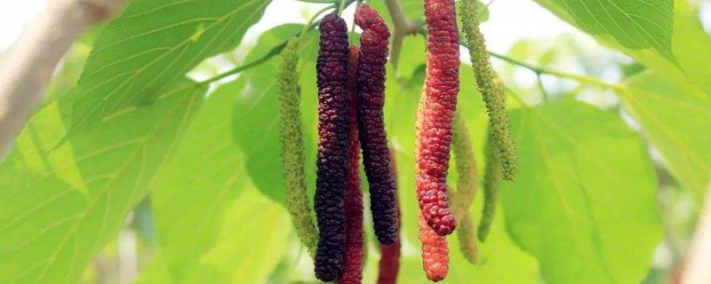 臺灣長果桑葚種植技術