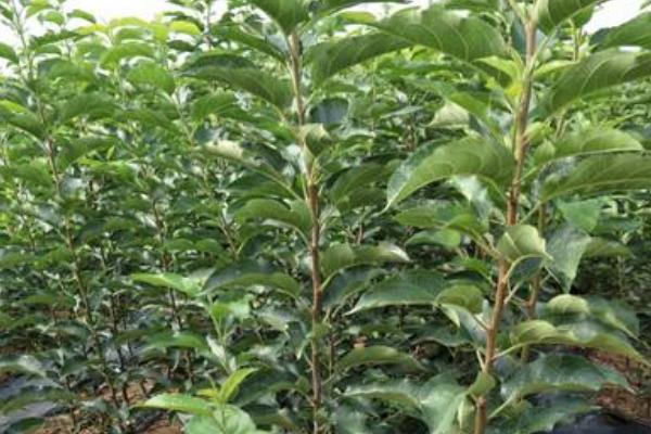 黑蘋果樹苗哪里有售的