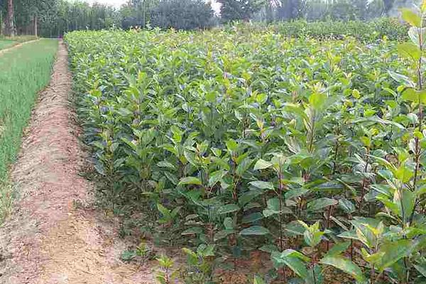 黑蘋果樹苗哪里有售的