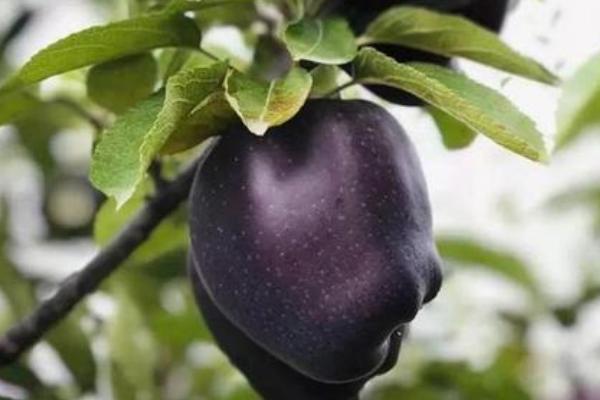 黑蘋果樹苗哪里有售的