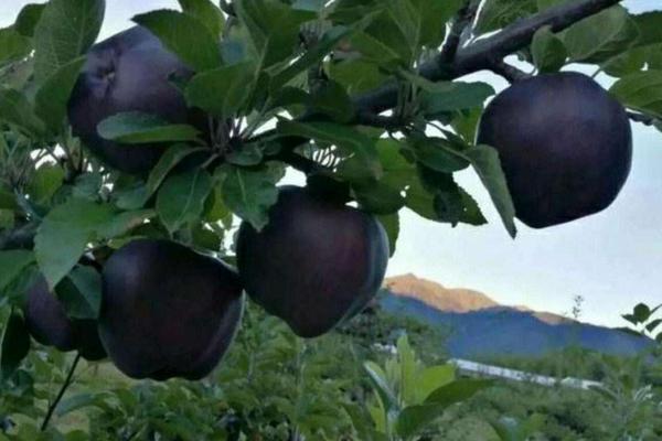 黑蘋果樹苗哪里有售的