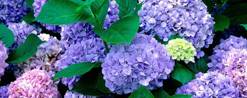 萬(wàn)華鏡繡球養(yǎng)殖方法