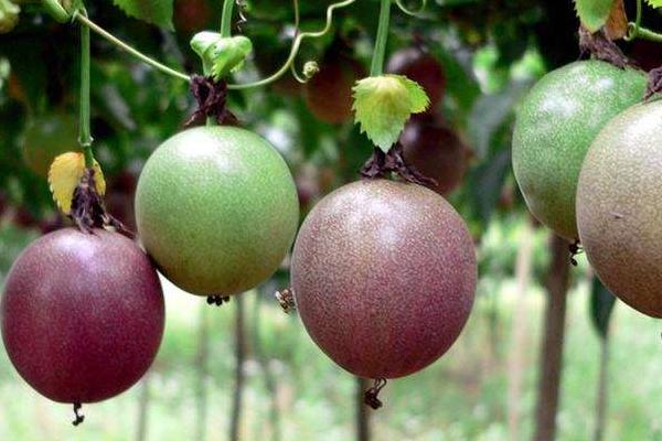 百香果每畝投資成本