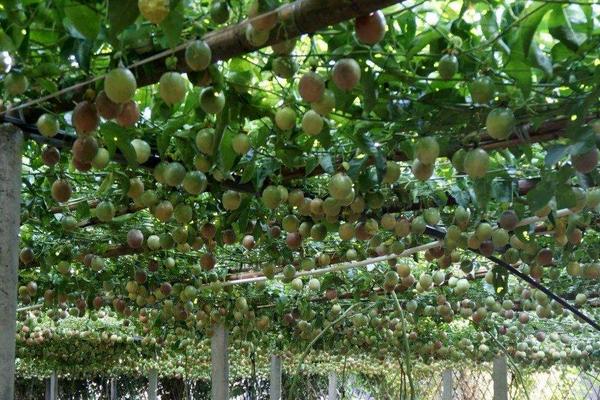 百香果每畝投資成本