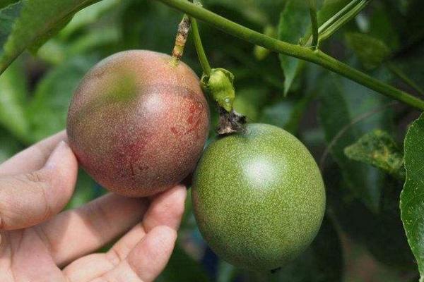 百香果每畝投資成本