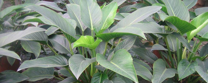 金鉆的養殖方法及技巧詳解