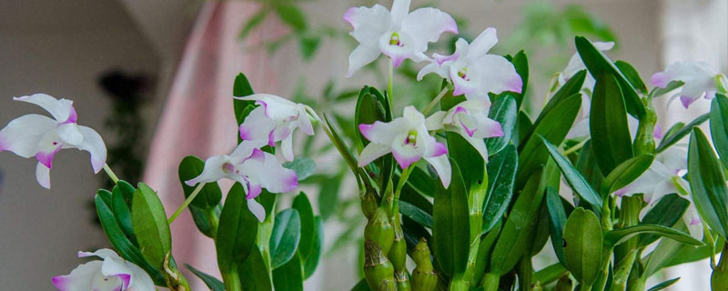 春石斛的養殖方法