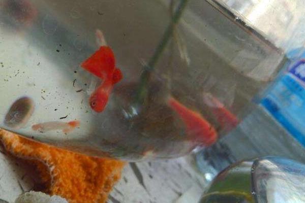 鴻運當頭孔雀魚的養殖方法和注意事項