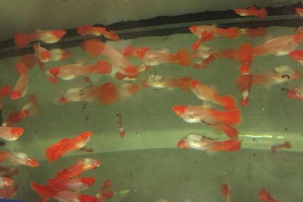 鴻運當頭孔雀魚的養殖方法和注意事項