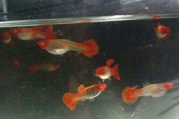 鴻運當頭孔雀魚的養殖方法和注意事項