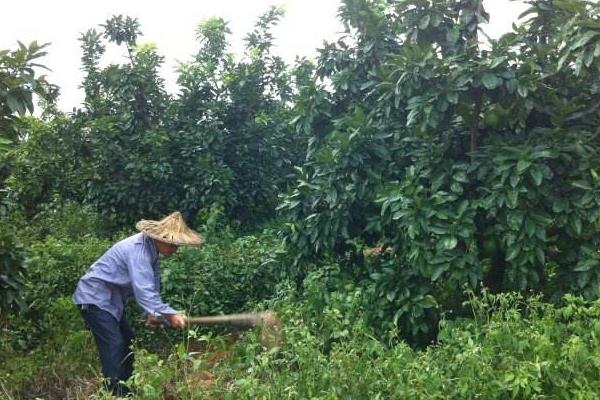 柚子施肥方法和時(shí)間