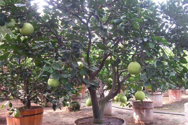 柚子施肥方法和時(shí)間