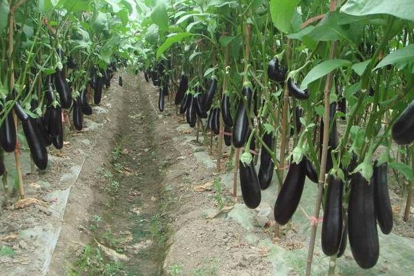 適合春天種植的農作物