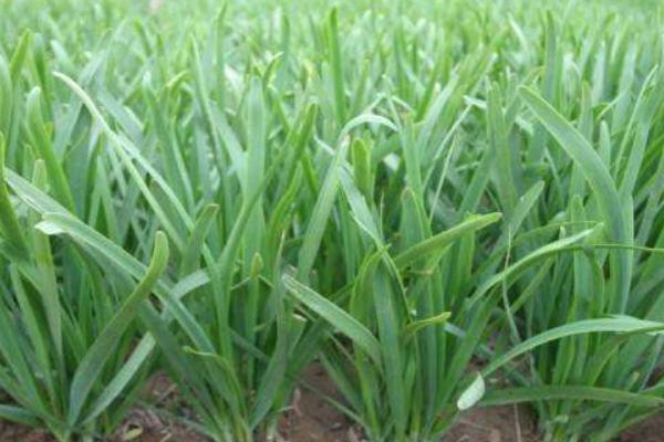 適合春天種植的農作物