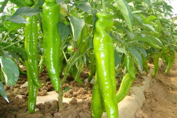 適合春天種植的農作物