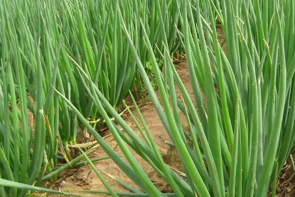 適合春天種植的農作物