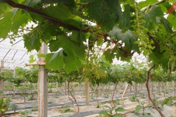 提子的種植栽培技術