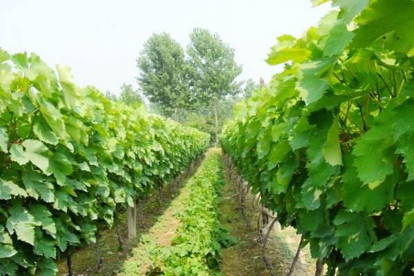 提子的種植栽培技術