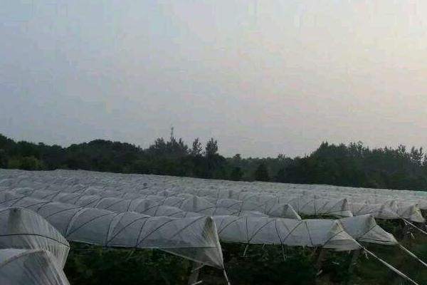 提子的種植栽培技術