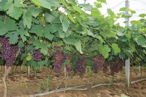 提子的種植栽培技術