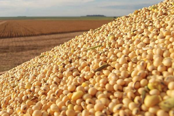 東農(nóng)252大豆特性