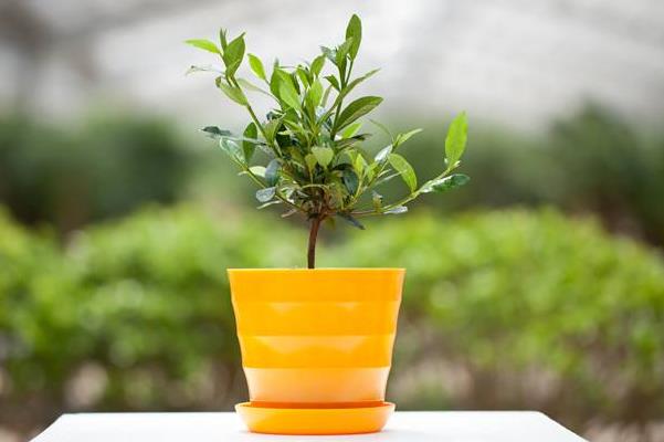 水橫枝養殖方法