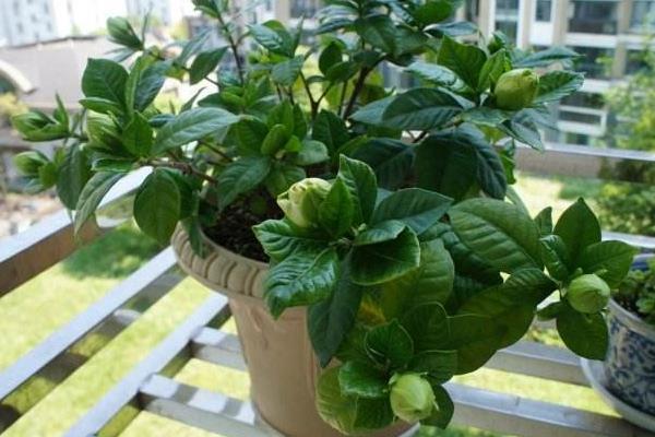 水橫枝養殖方法