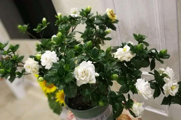 水橫枝養殖方法