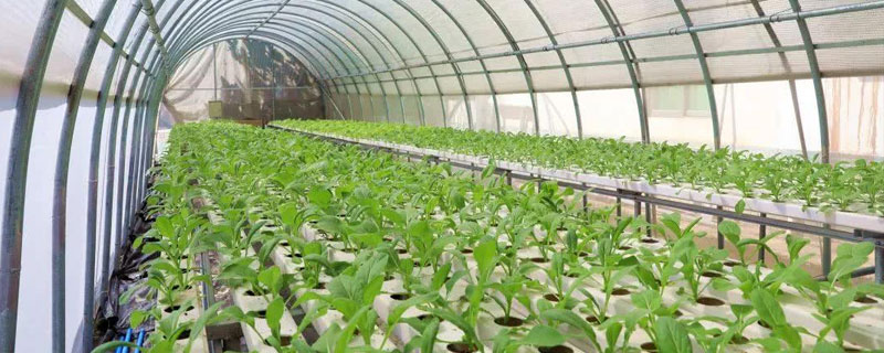 小拱棚蔬菜種植