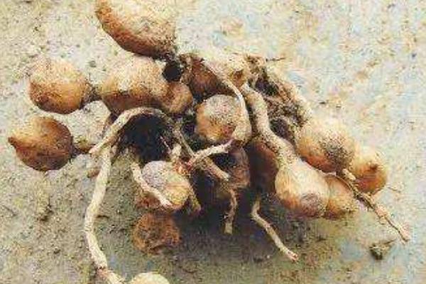 姜荷花的種植方法視頻