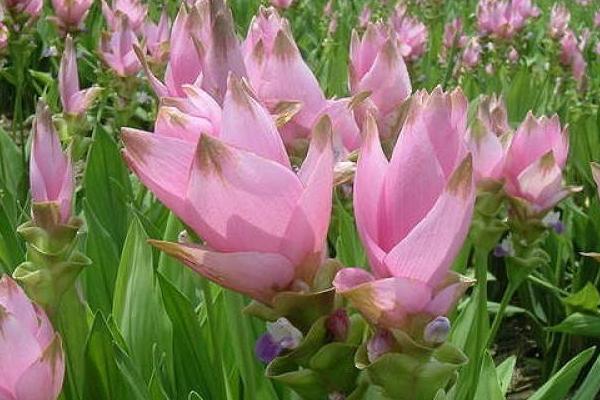 姜荷花的種植方法視頻