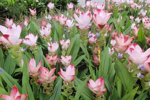 姜荷花的種植方法視頻