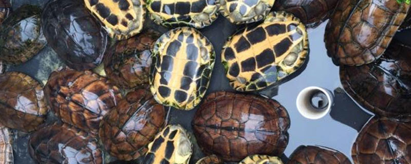 石金錢龜養殖入門必讀