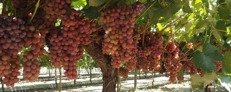 提子的種植栽培技術