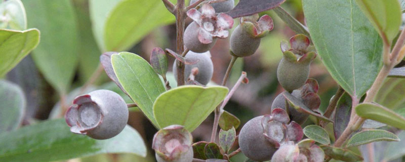 稔子種植技術(shù)與產(chǎn)量