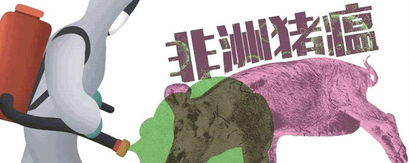 非洲豬瘟母豬先發病嗎