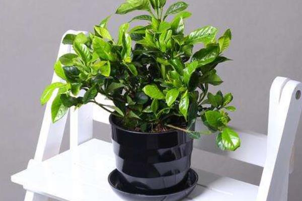 梔子花種子的養殖方法和注意事項