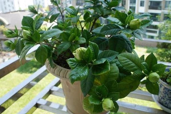 梔子花種子的養殖方法和注意事項