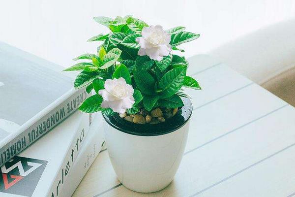 梔子花種子的養殖方法和注意事項