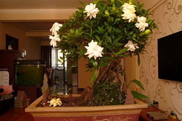 梔子花種子的養殖方法和注意事項