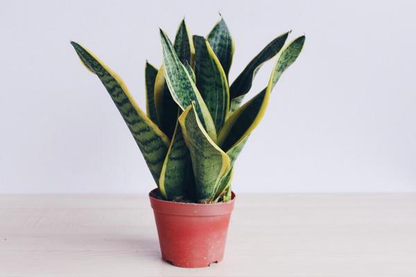 虎尾蘭養殖方法