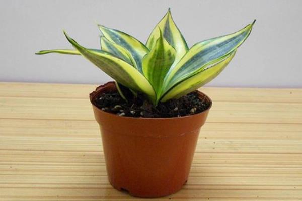 虎尾蘭養殖方法