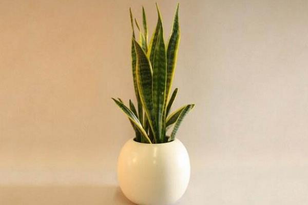 虎尾蘭養殖方法