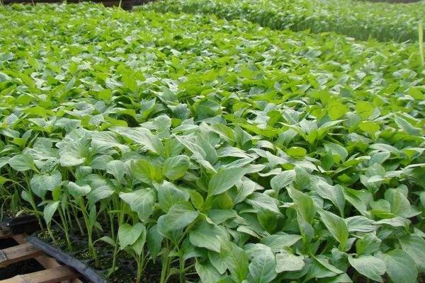 什么時(shí)候育辣椒苗